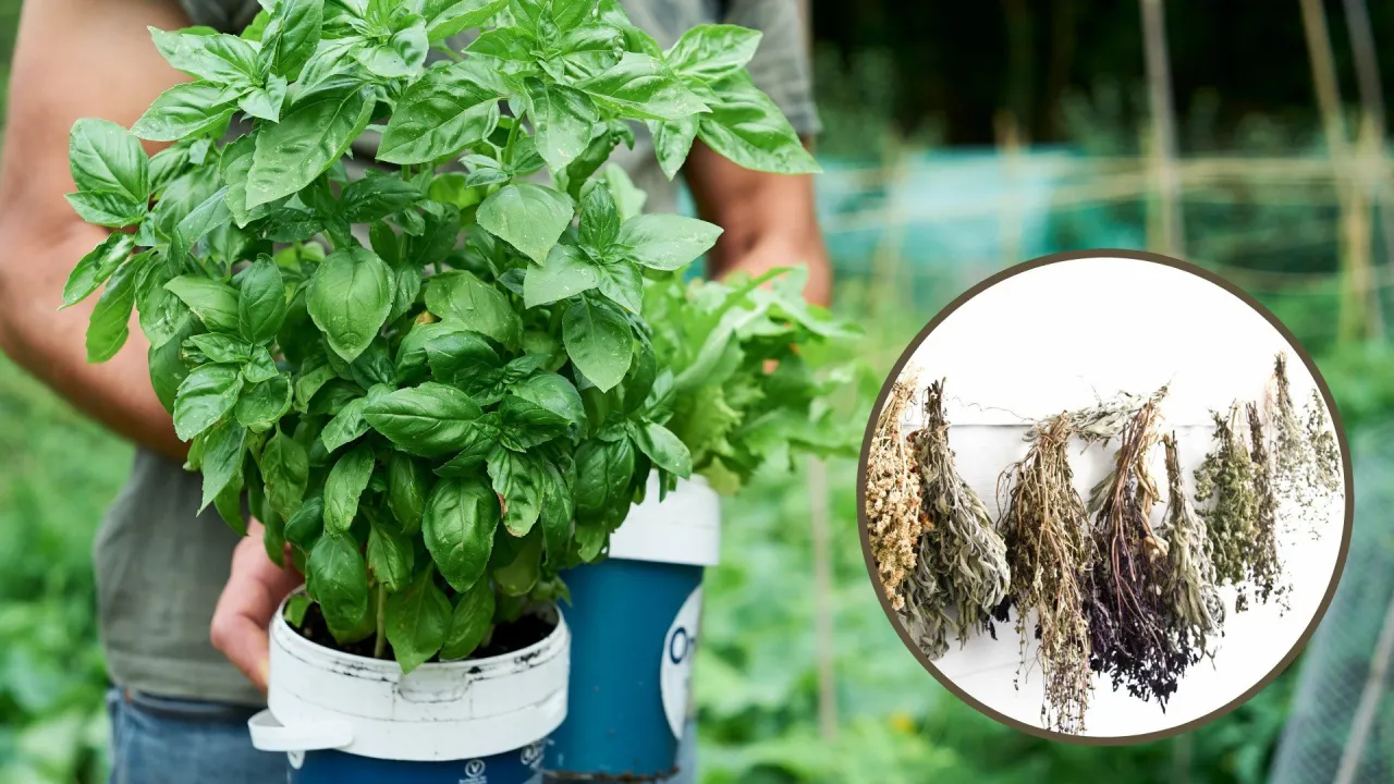 Świeża bazylia w doniczce i pęczki suszonych zi&oacute;ł wiszące na ścianie. Dowiedz się, jak suszyć bazylię, by zachować jej aromat.