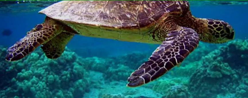 Nurkowanie Sipadan Borneo żółwie rekiny