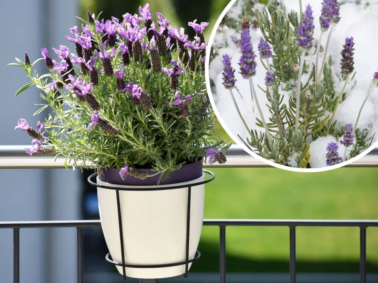 Kalendarz przycinania lawendy doniczkowej