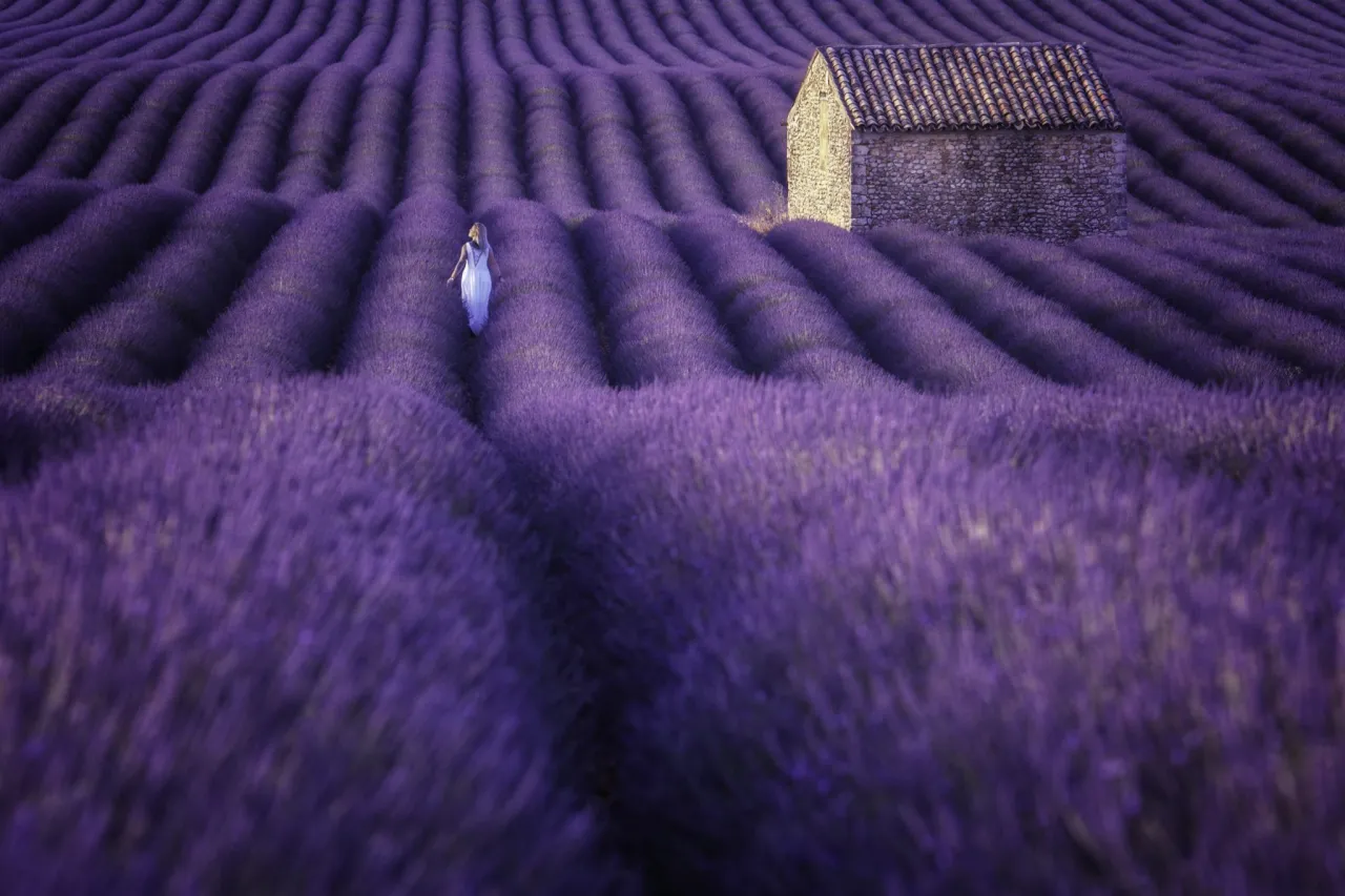 Pola lawendy Prowansja