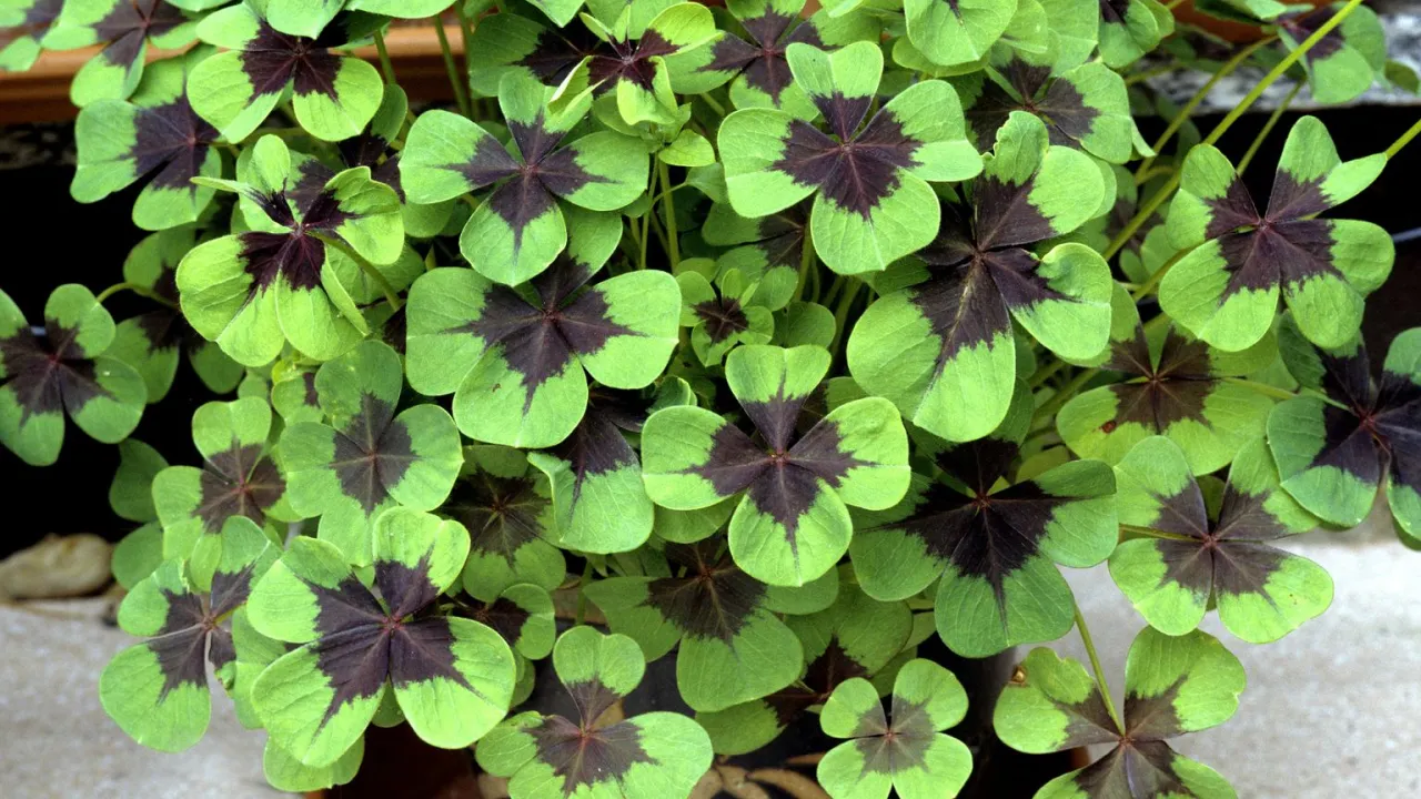 szczawik zajęczy lucerna nerkowata koniczyna por&oacute;wnanie