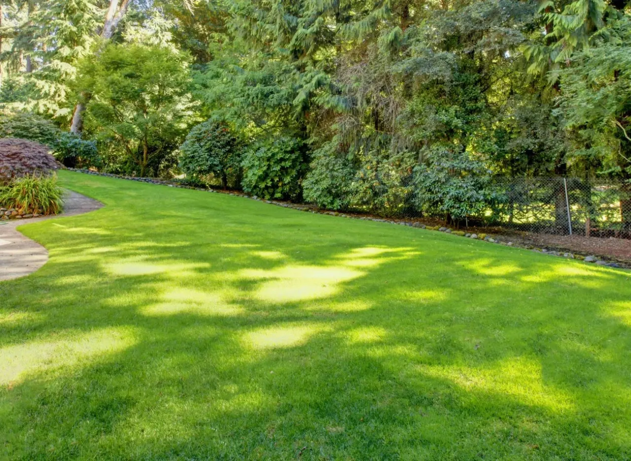 zielony, zdrowy trawnik