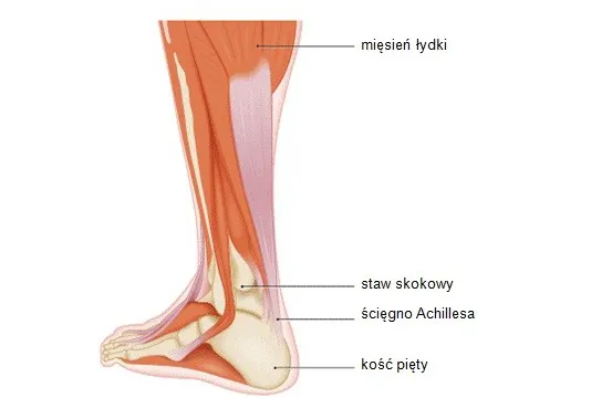 Anatomia ścięgna Achillesa