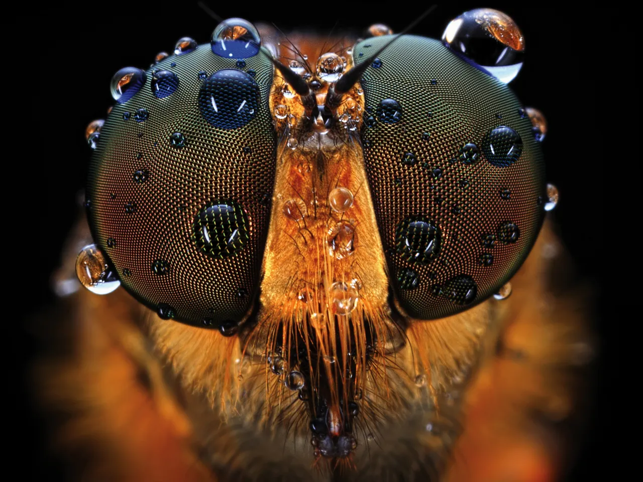 Przykłady zdjęć makro 1:1