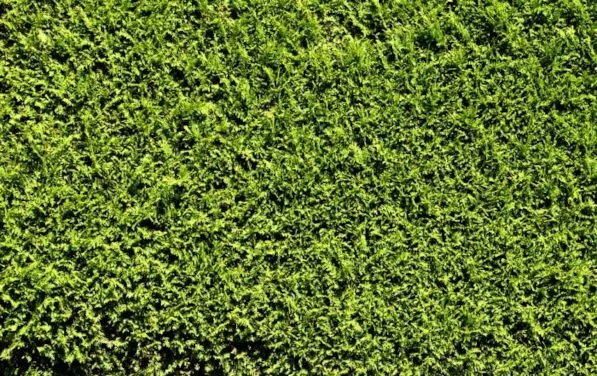 Zdjęcie Co na żywopłot zamiast tui? Odkryj najlepsze alternatywy roślinne