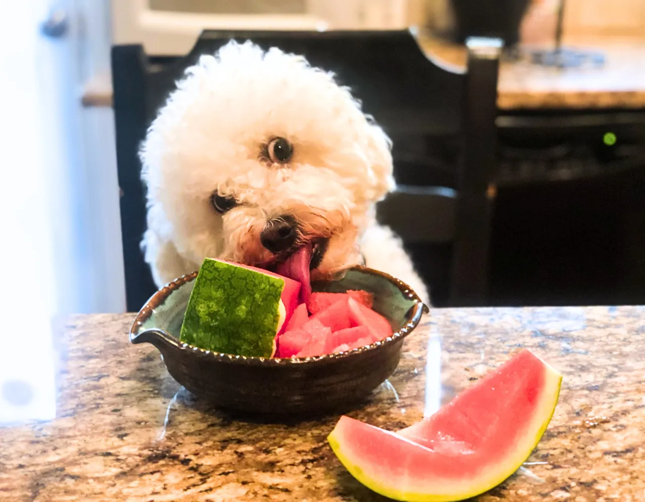 pies jedzący bezpieczne owoce