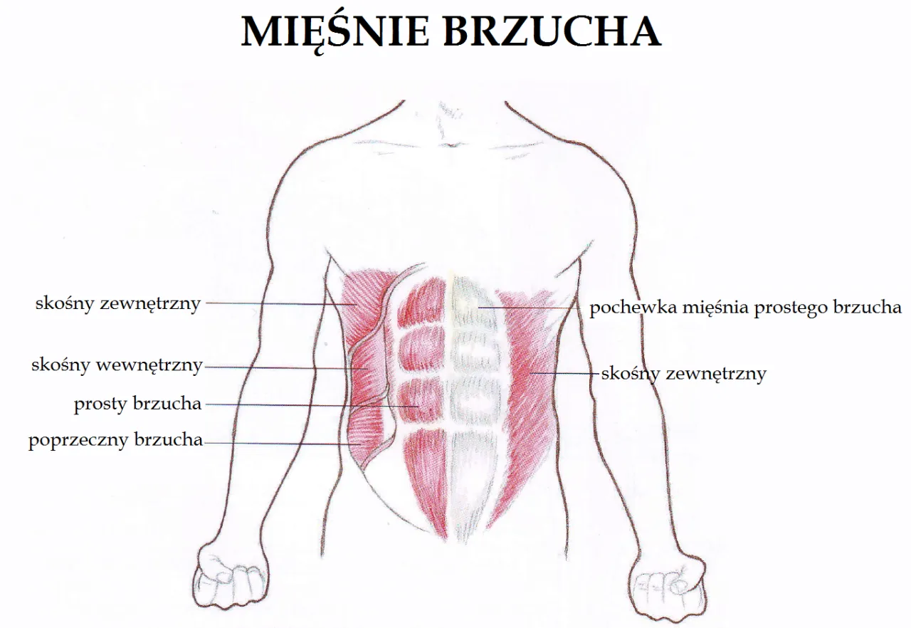 Anatomia mięśni brzucha, mięsień prosty, skośne, poprzeczny