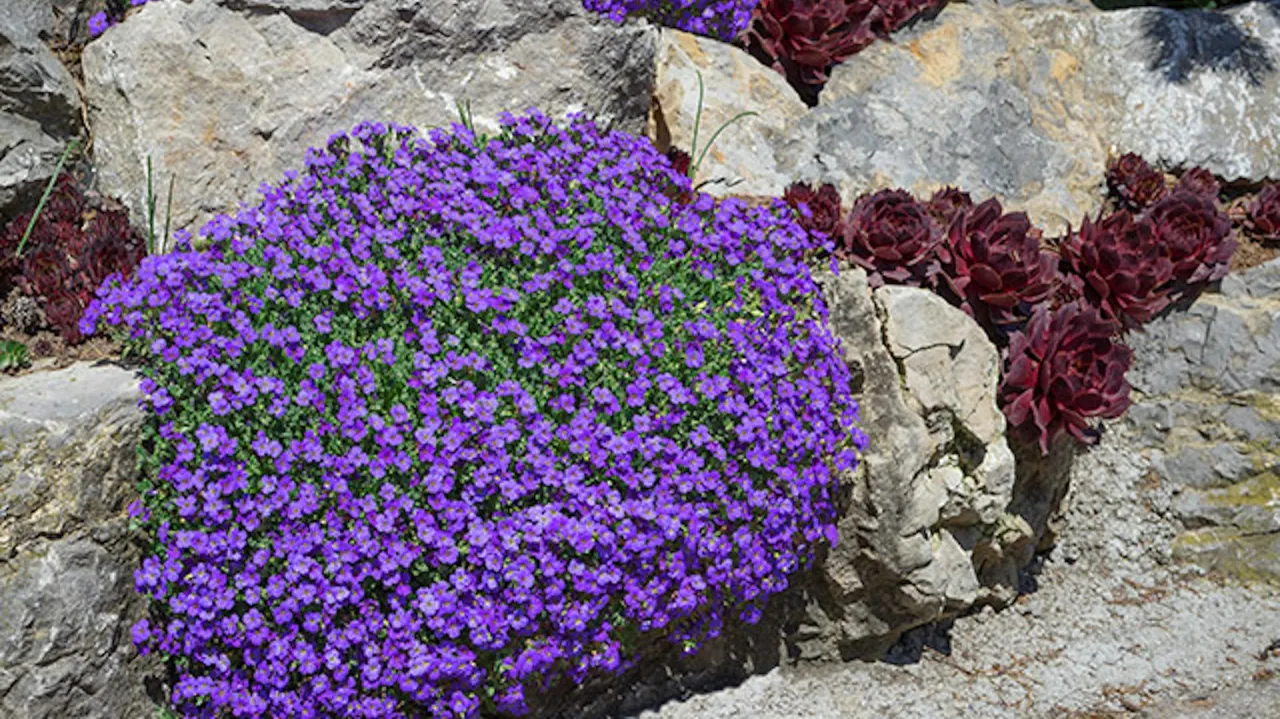 kwitnący żagwin w ogrodzie skalnym