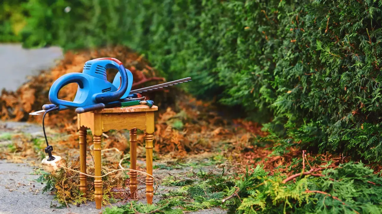 Kalendarz przycinania tui w Polsce