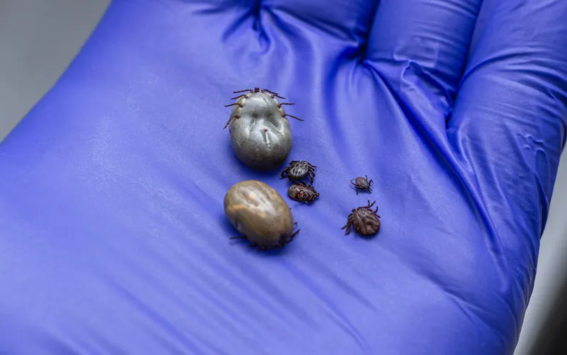 schemat działania tabletki na kleszcze w organizmie psa