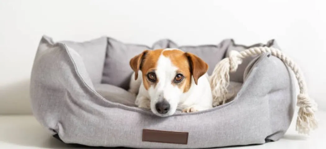 różne typy legowisk dla psa