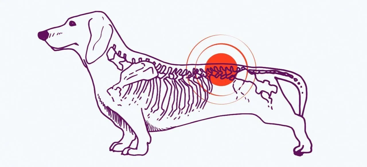 rasy psów predysponowane dyskopatia