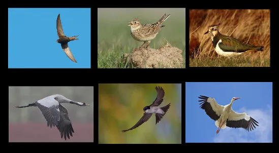 Wiosenne ptaki przylatujące do Polski