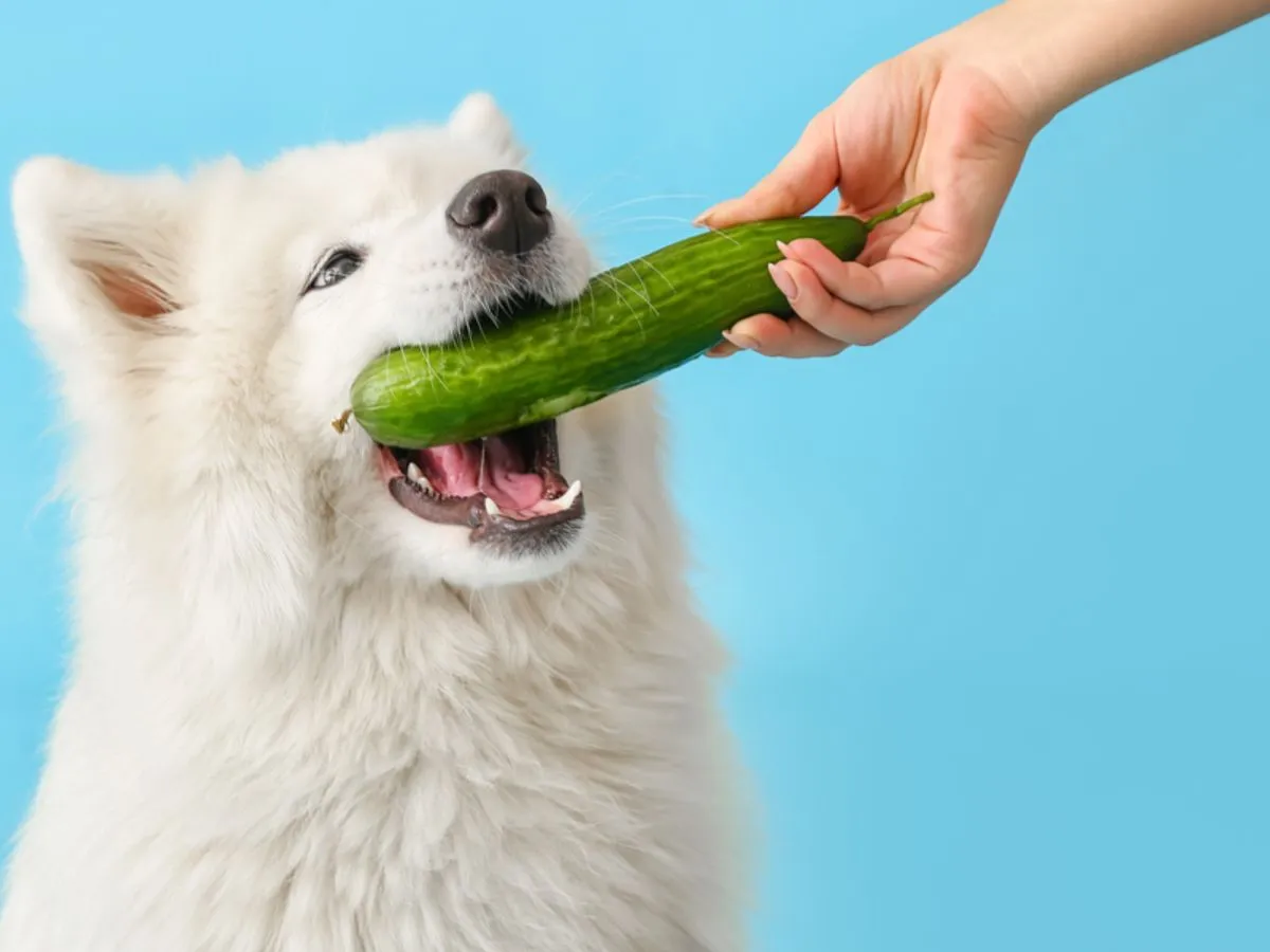 szczęśliwy pies jedzący ogórek