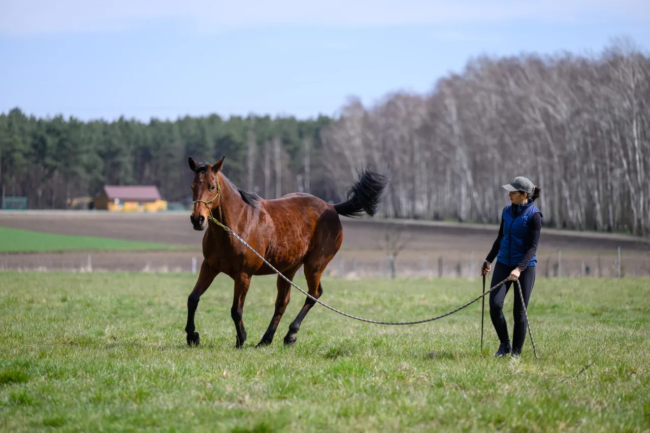 błędy w treningu konia przywoływanie