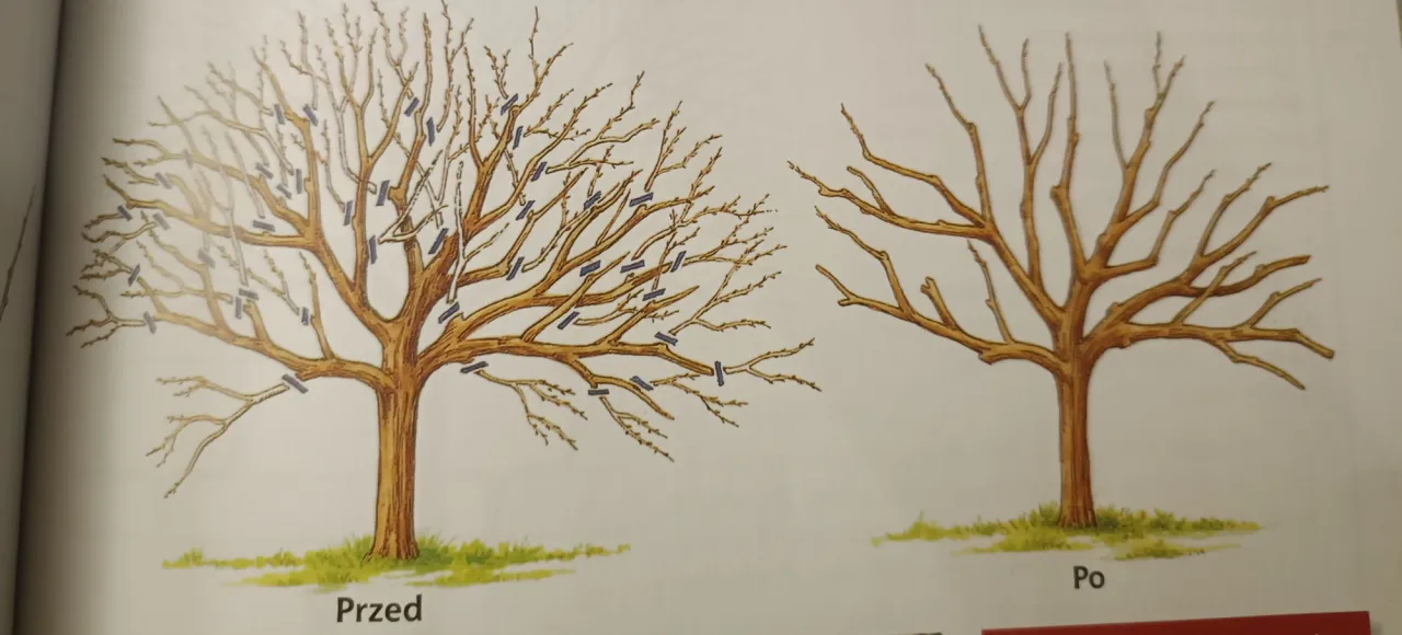 Narzędzia do cięcia jabłoni