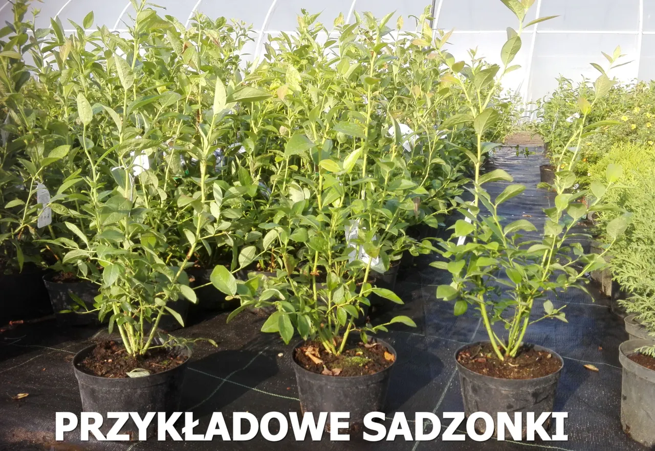 bor&oacute;wka amerykańska stanowisko sadzonki