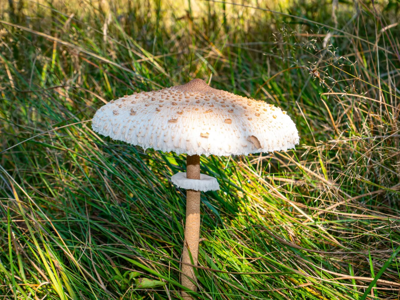 Zdjęcie Kiedy jest sezon na kanie? Sprawdź najlepszy czas na zbiór tych grzybów