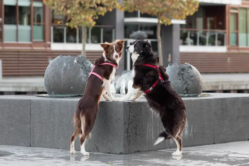 Zdjęcie Obroża czy szelki dla border collie - co wybrać dla aktywnego psa?