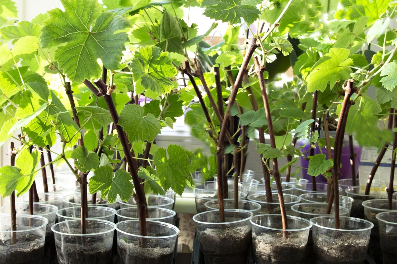 formowanie młodej winorośli rok po roku