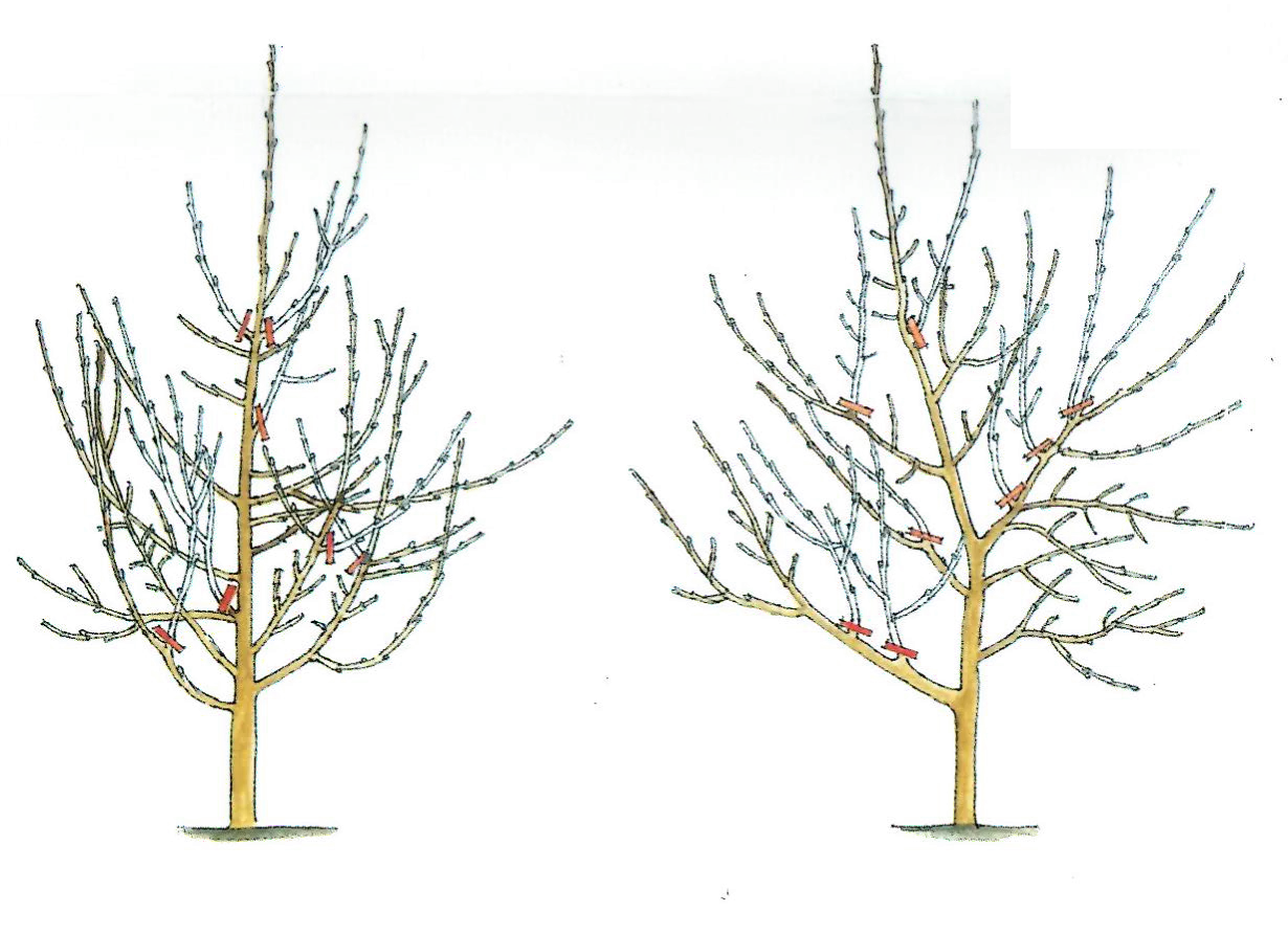 cięcie odmładzające starych drzew