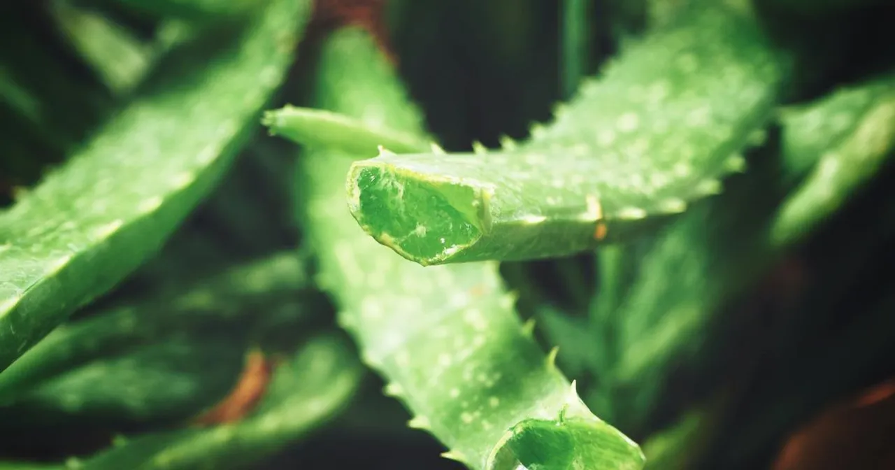 aloes przeciwwskazania symbol