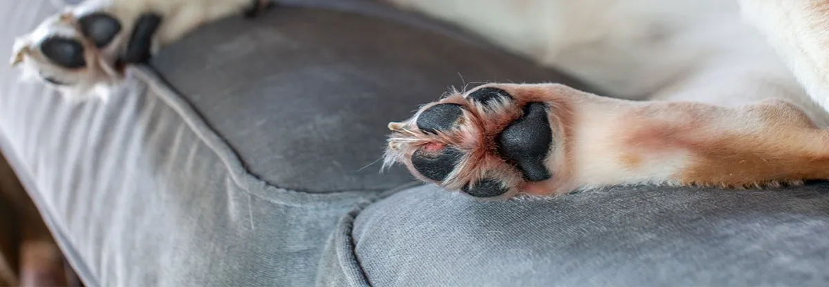 Pies z raną na łapie