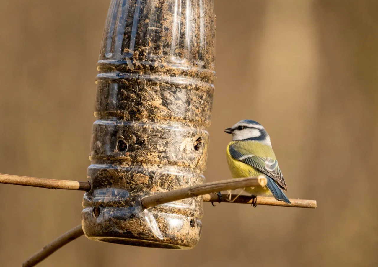 r&oacute;żne rodzaje karmnik&oacute;w dla ptak&oacute;w z drewna i butelki