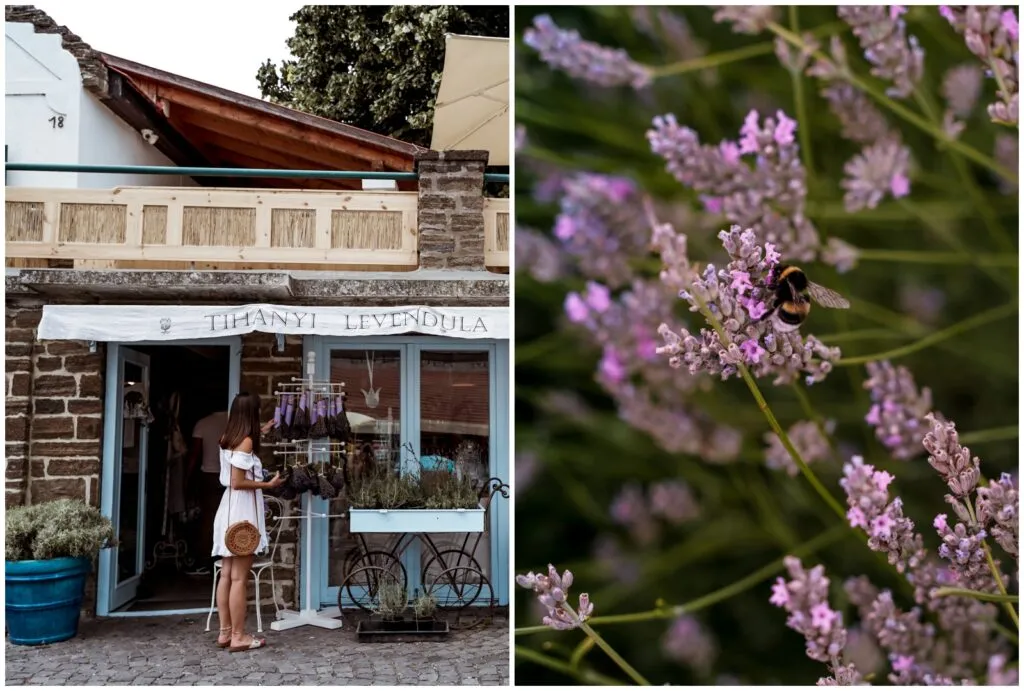 Półwysep Tihany lawenda