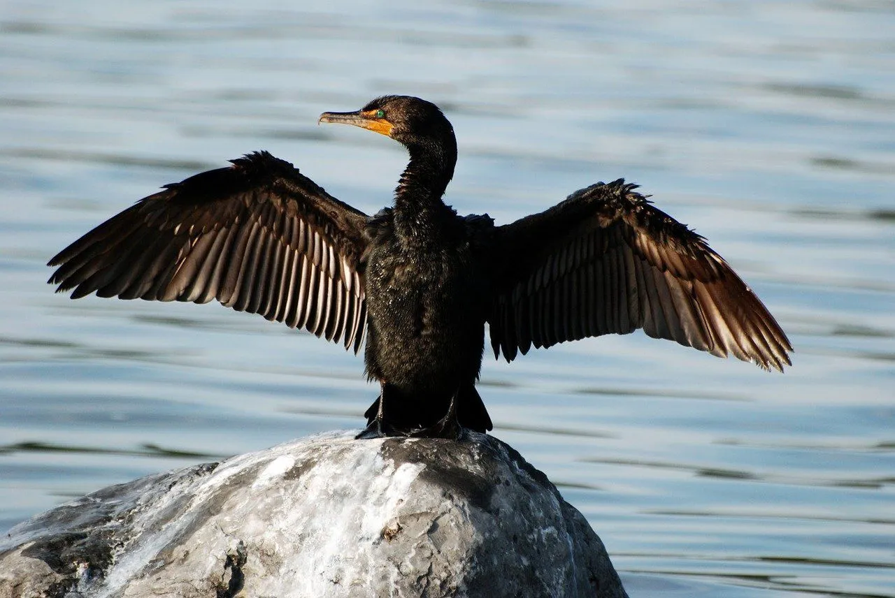 kormoran bałtyk