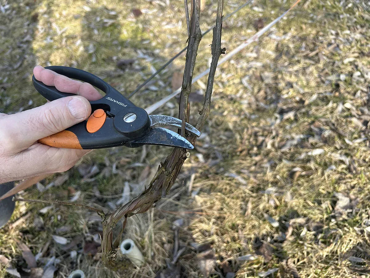 Dłoń z sekatorem przycina winorośl, pokazując, jak przycinać winorośl na wiosnę.