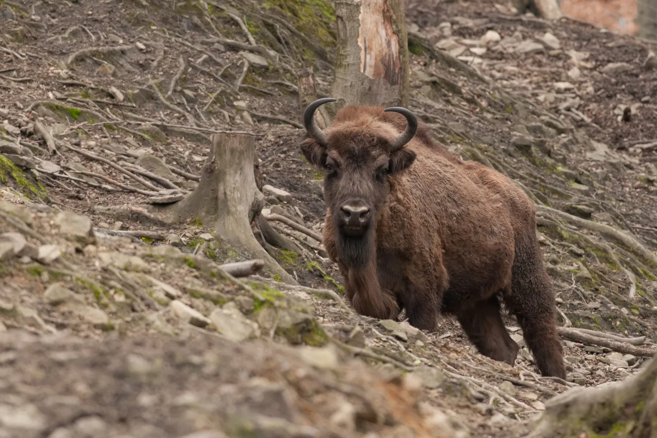 Leśny Park Niespodzianek Ustroń zwierzęta