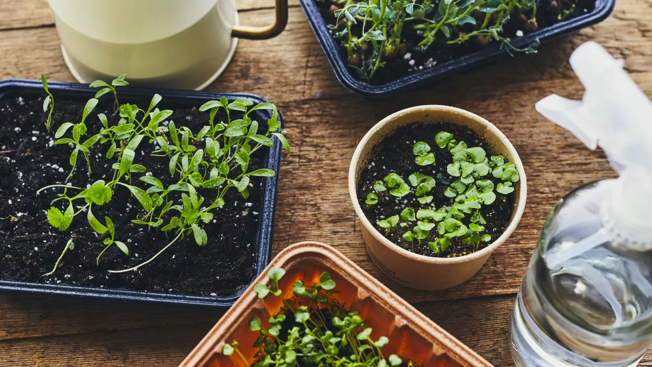 Mat&eacute;riel essentiel pour cultiver des jeunes pousses &agrave; la maison