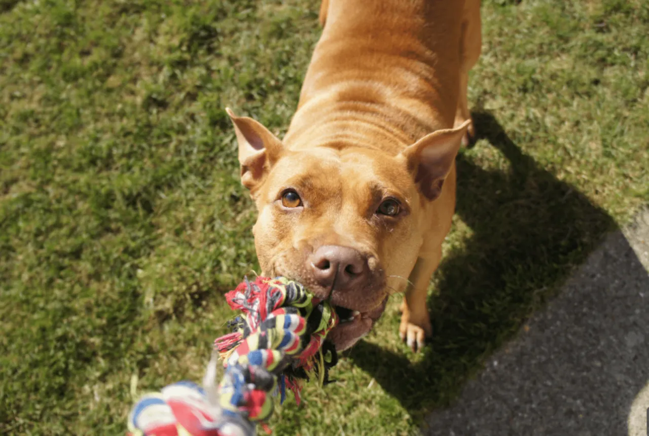 zapobieganie obronie zasobów u szczeniaka