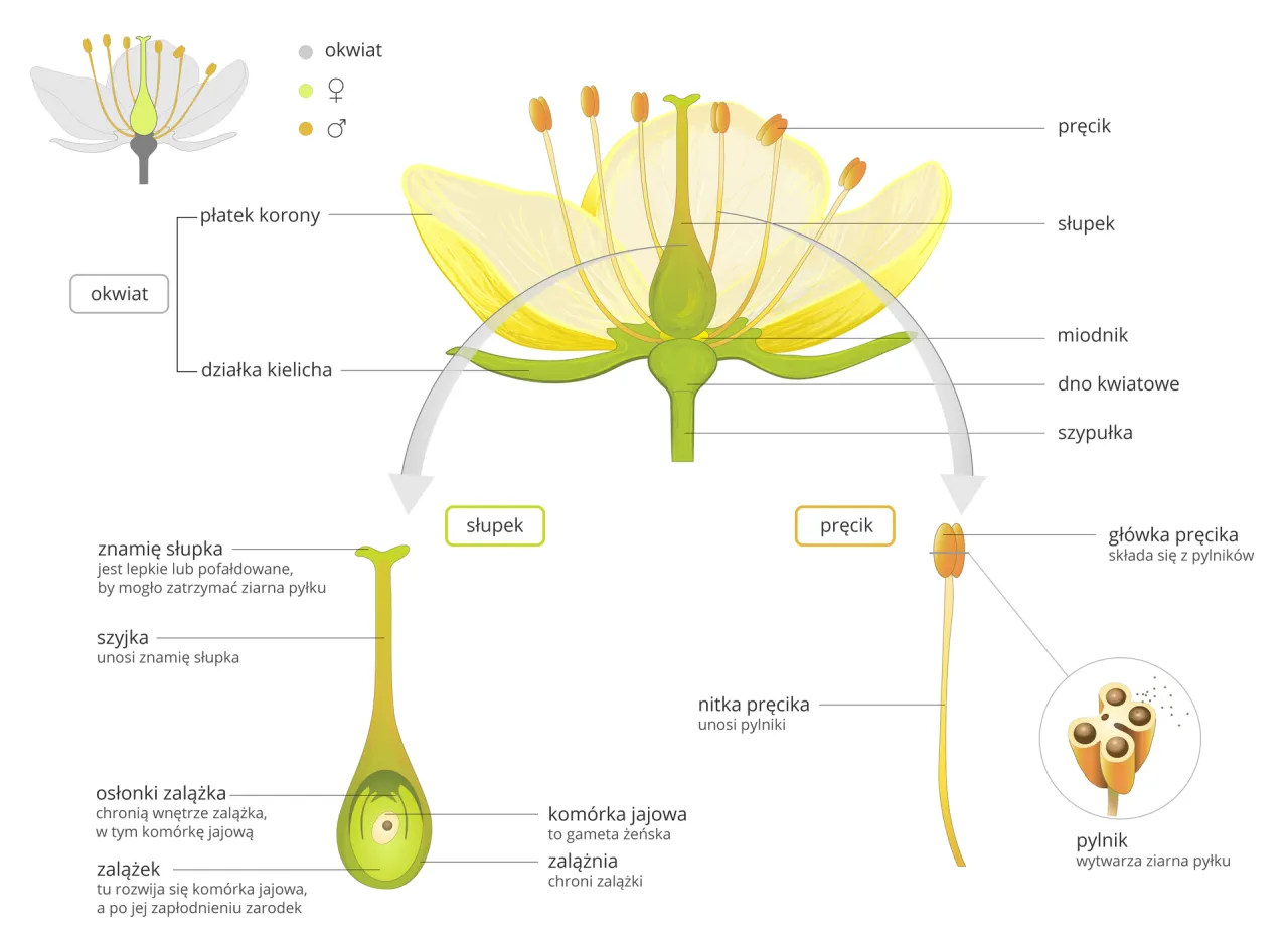 schemat budowy kwiatu rośliny okrytonasiennej z opisami