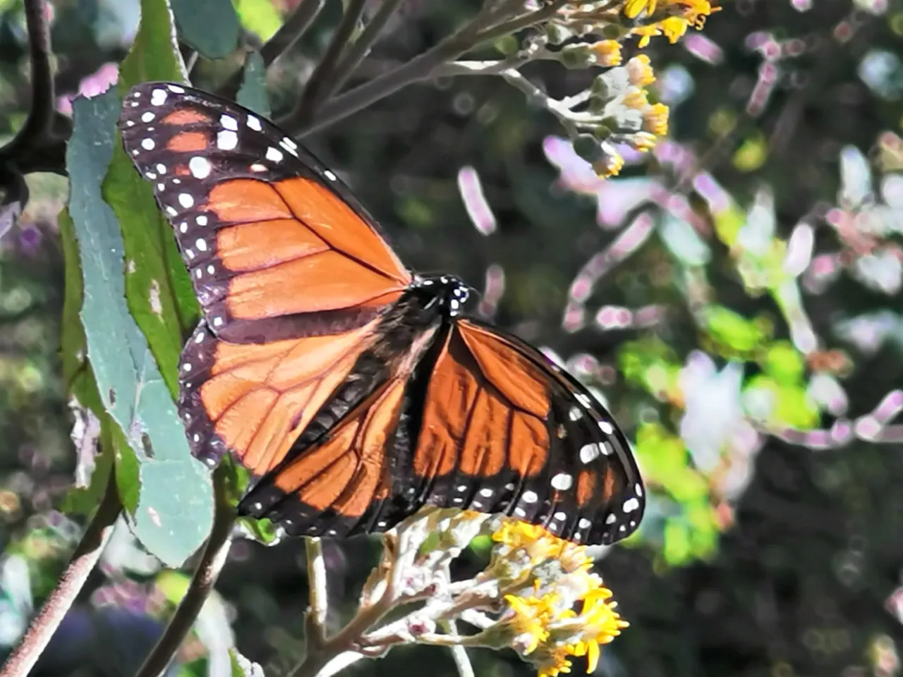 motyl monarcha w kulturze meksykańskiej