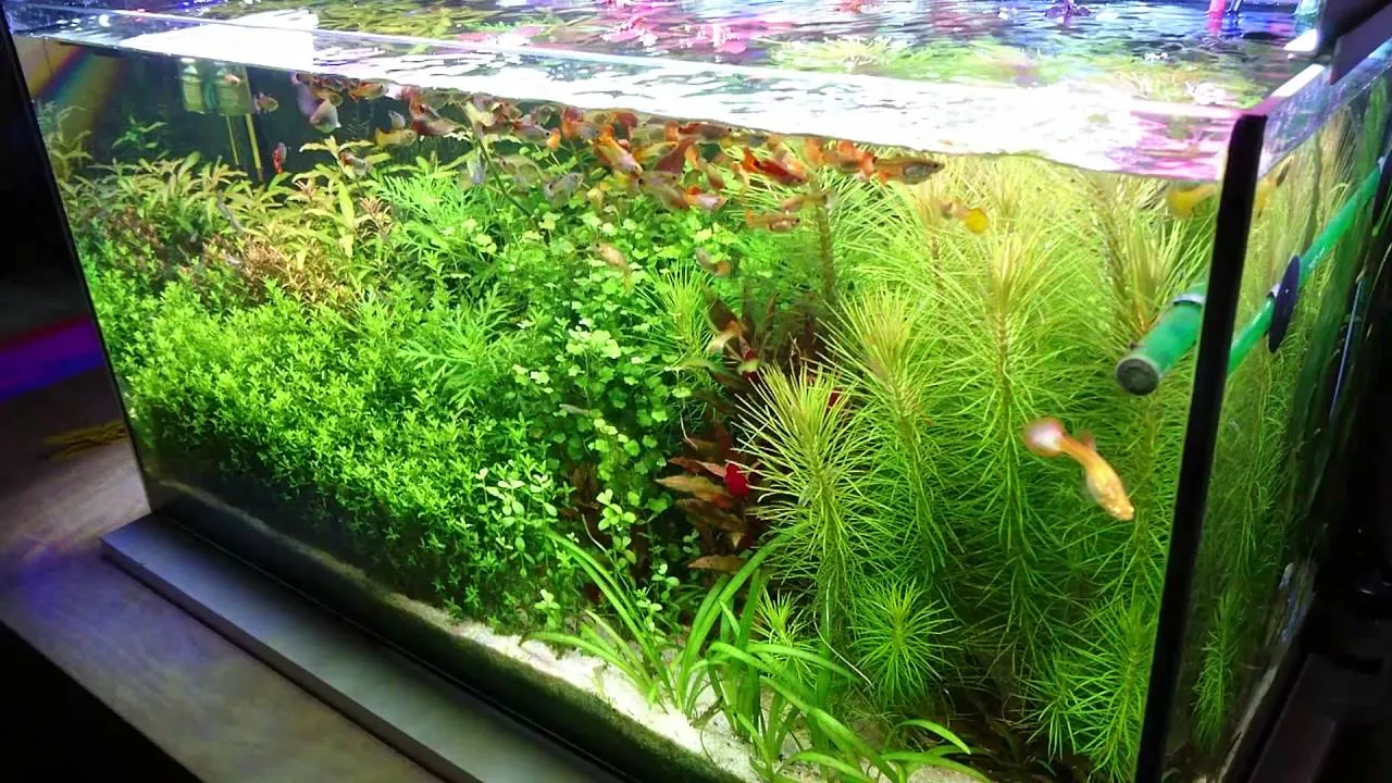Akwarium z gęstą roślinnością i kotnikiem dla gupików