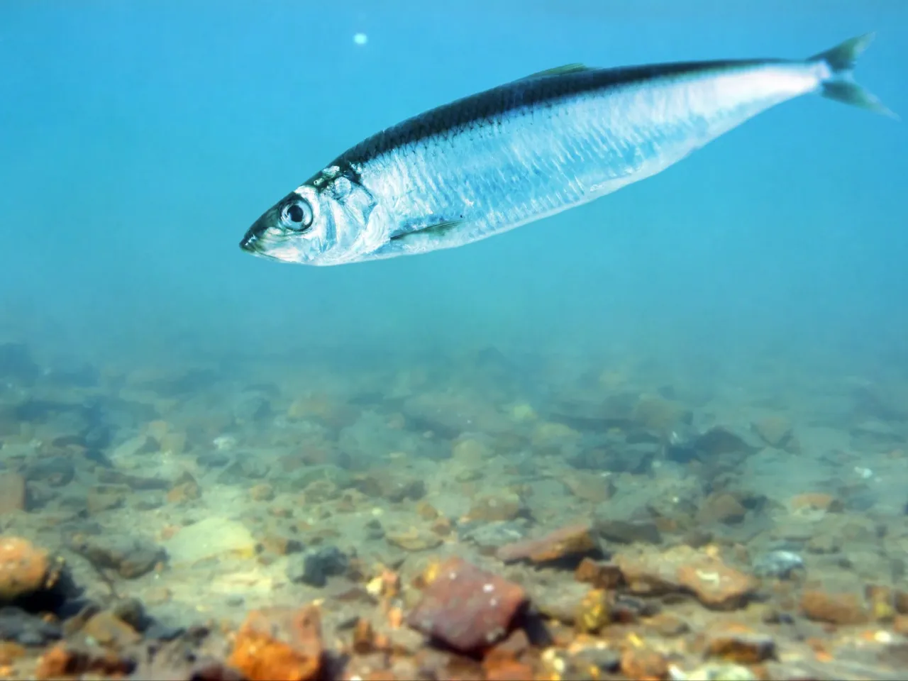 różne gatunki świeżych ryb bałtyckich na ladzie