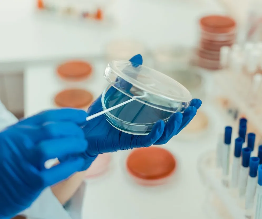 Pracownik laboratorium mikrobiologicznego wykonujący posiew