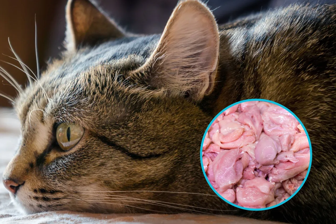 Czy koty mogą jeść surowe mięso? Na zdjęciu kot spogląda na porcję surowego mięsa.