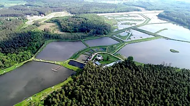 Łowisko Jegiel karp amur