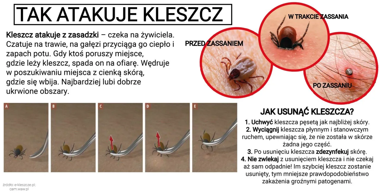 kleszcz pospolity łąkowy obrzeżek gołębień porównanie