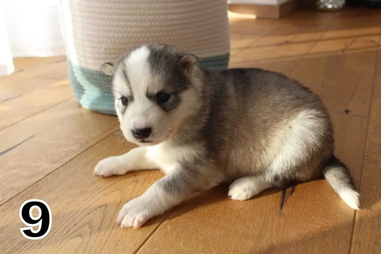 Uroczy szczeniak husky leży na drewnianej podłodze. Zastanawiasz się, ile kosztuje szczeniak husky?