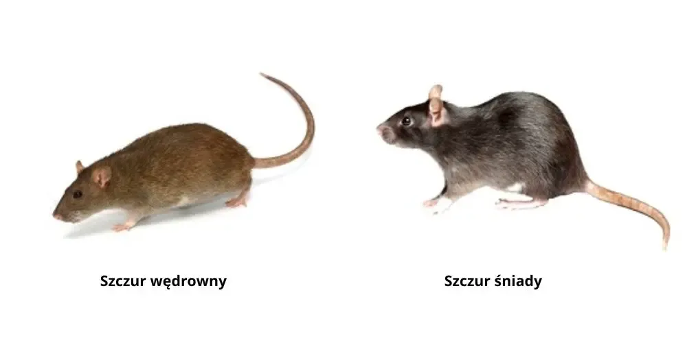 szczur wędrowny vs szczur śniady por&oacute;wnanie