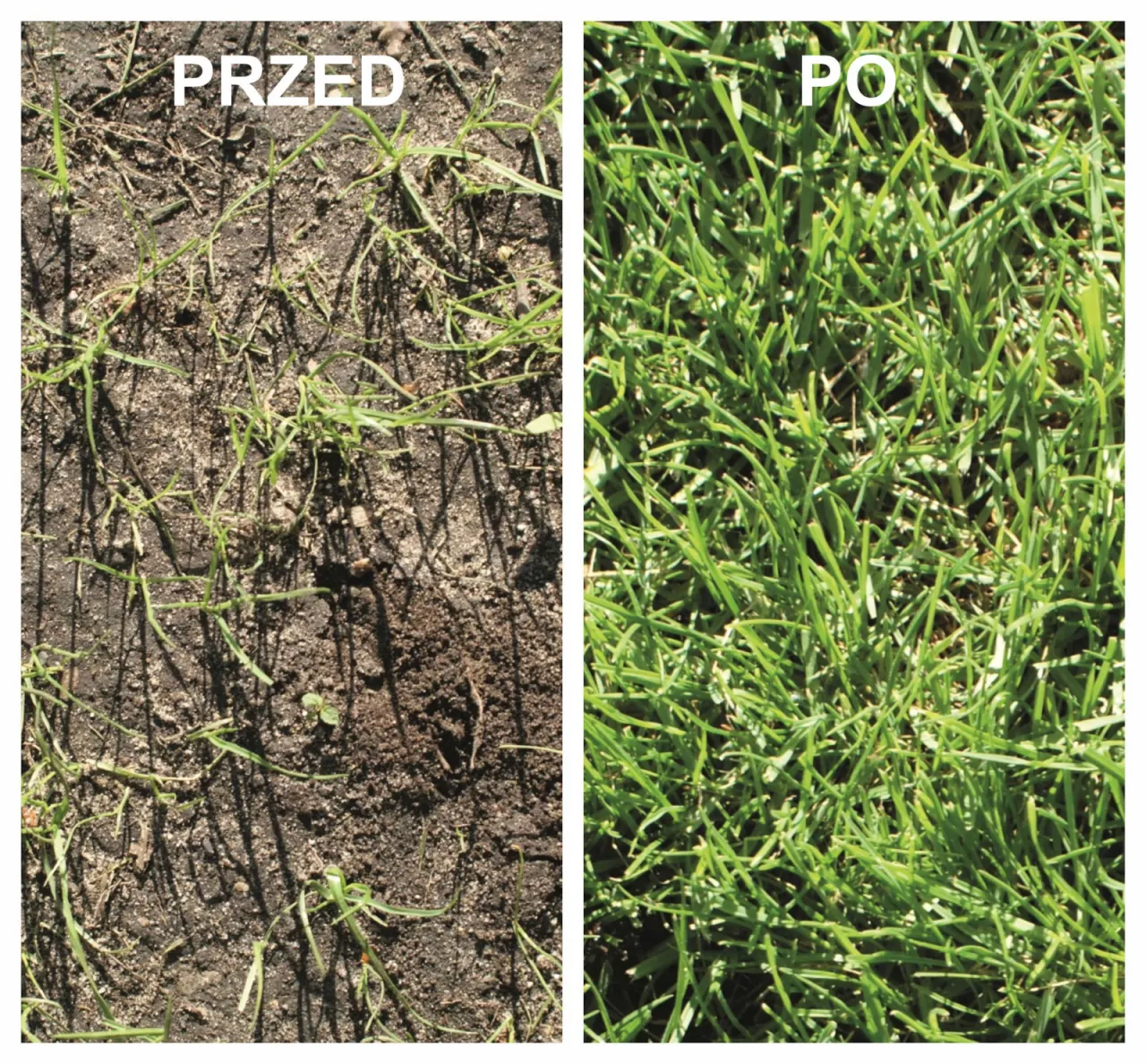 trawa samozagęszczająca efekt regeneracji