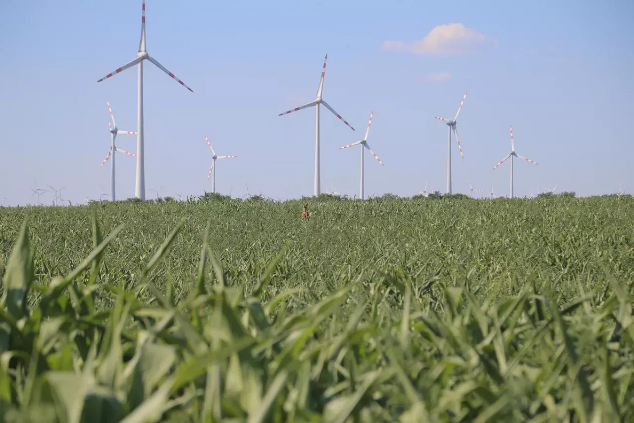 Wiatraki na horyzoncie zapewniają czystą energię dla wsi. Na pierwszym planie zielone pole kukurydzy, a w oddali sarny.