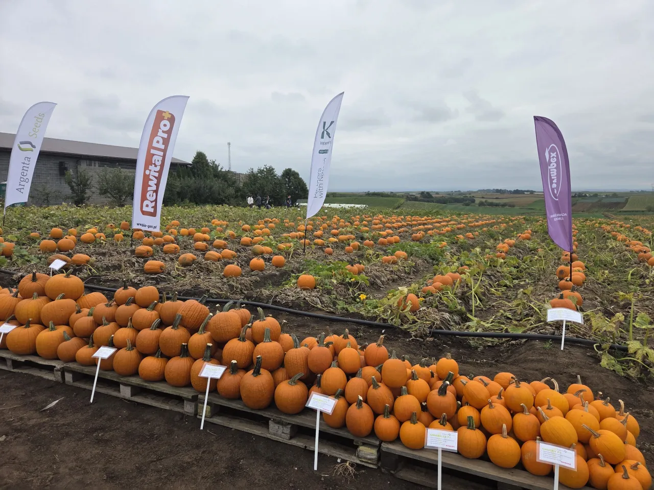 przygotowanie gleby pod dynie