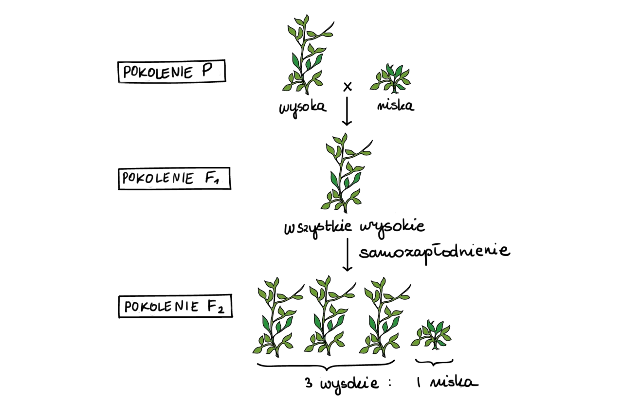metoda krzyżowa chemia schemat