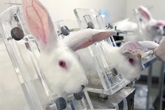 Kaninchen im Labor mit Kosmetikprodukten