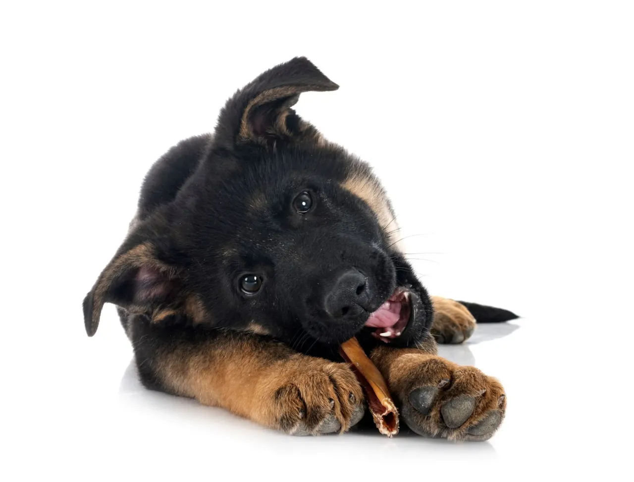 Właściciel psa wybierający gryzak